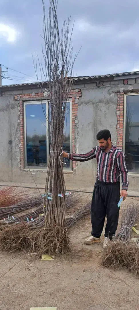 نهالستان پالیز|خدمات باغبانی و درختکاری|اصفهان, آهنگران|دیوار