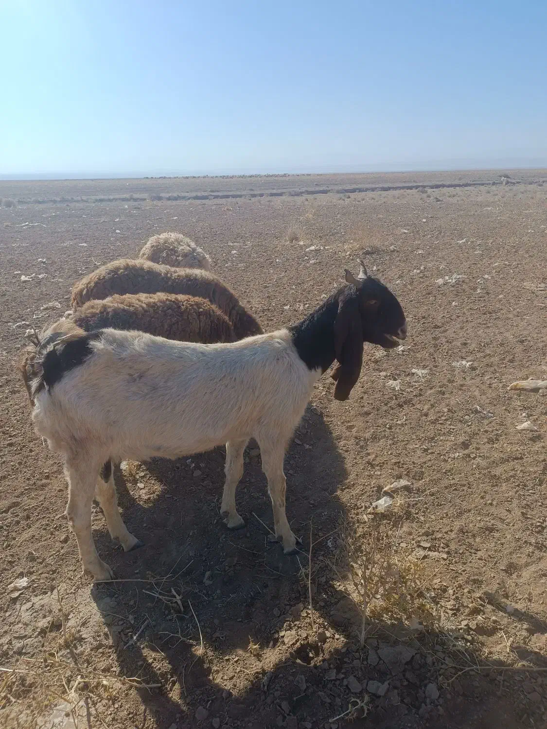 بز نژاد دار|حیوانات مزرعه|بوژگان, |دیوار