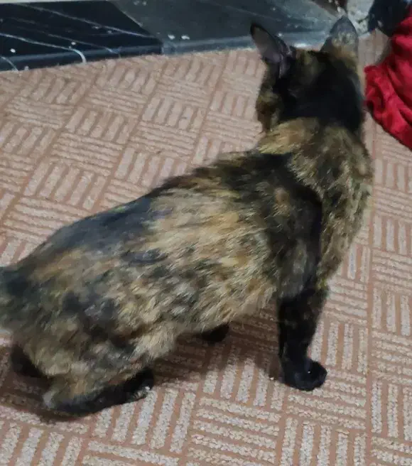 بچه گربه گمشده|حیوانات|خمینی‌شهر, |دیوار