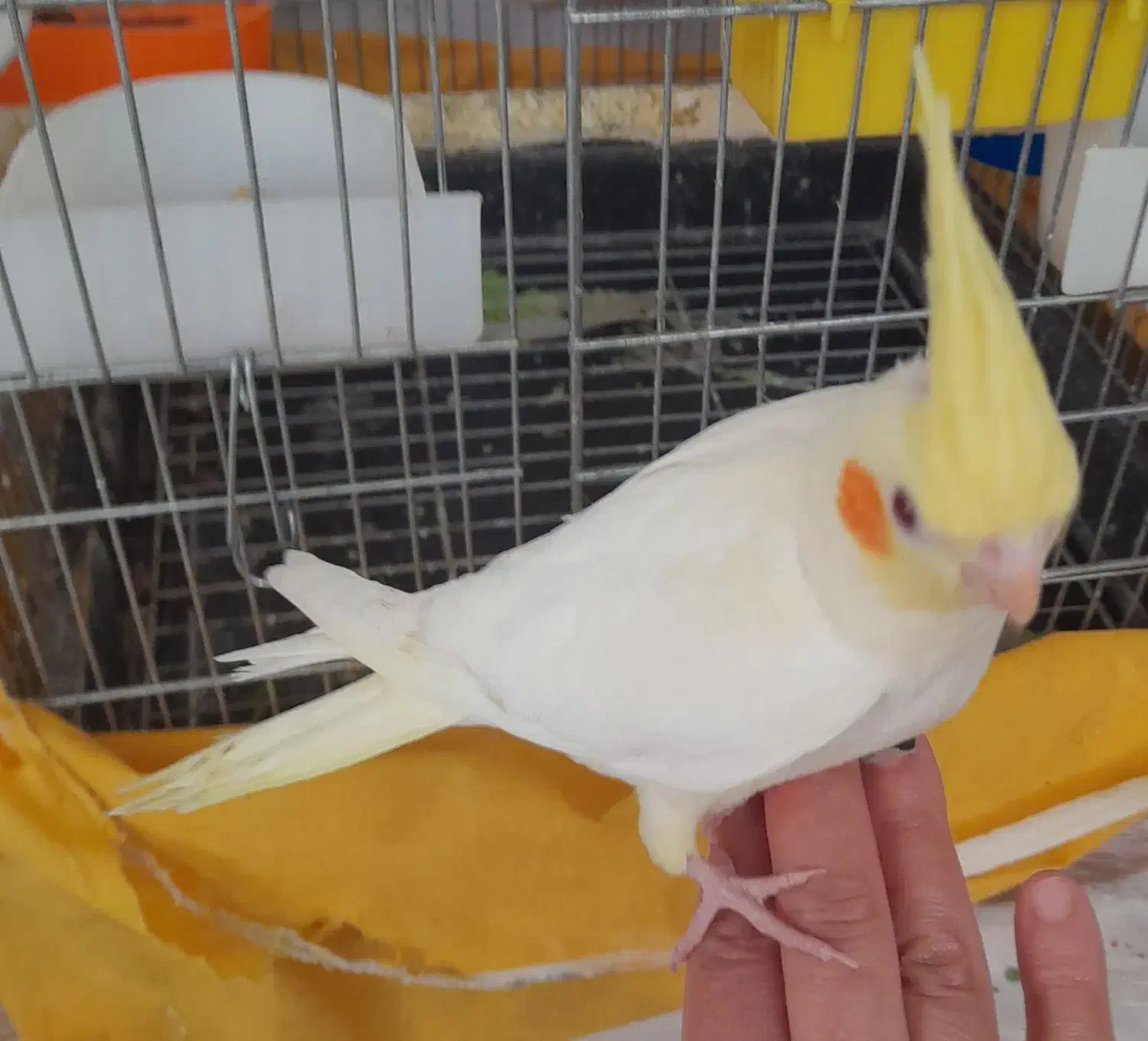 جوجه عروس هلندی|پرنده|تهران, دهم فروردین|دیوار