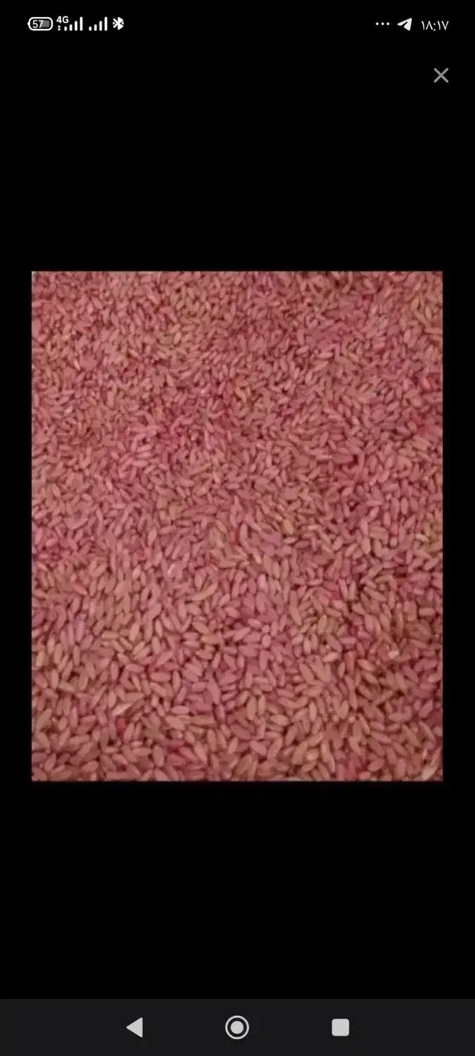 گندم  بذری|عمده‌فروشی|نورآباد, |دیوار