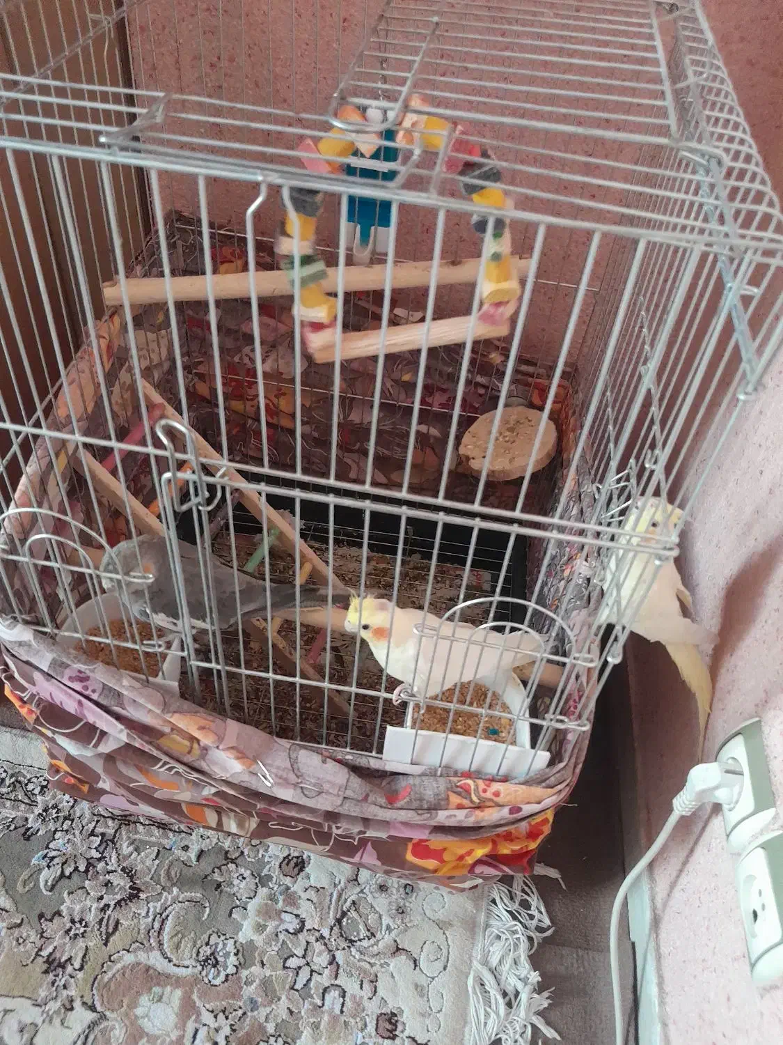 پرنده|پرنده|اسلام‌شهر, شهرک سالور|دیوار