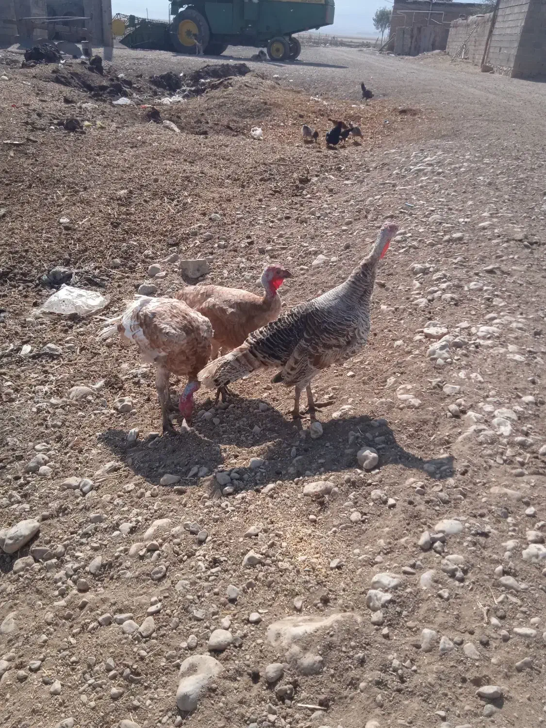 بوقلمون|حیوانات مزرعه|کوزران, |دیوار