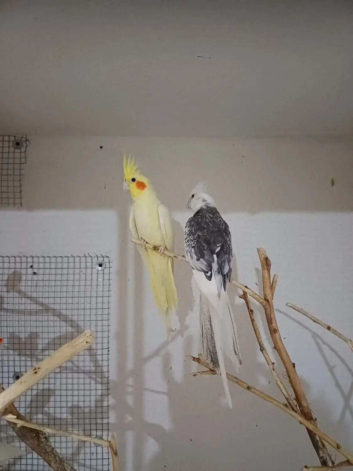 جفت عروس لوتینو و البینو|پرنده|رامشیر, |دیوار