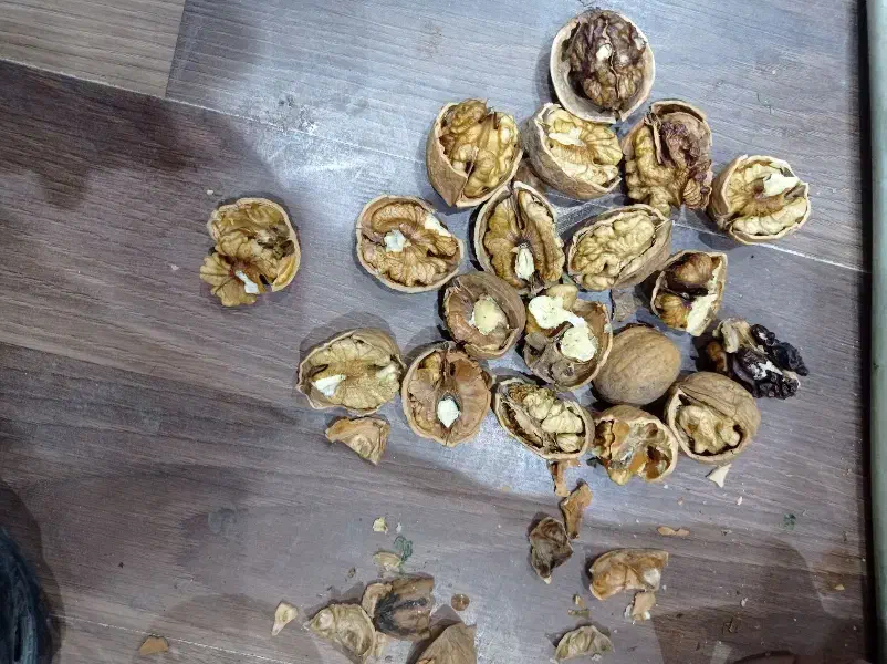 گردو|خوردنی و آشامیدنی|مشهد, همت آباد|دیوار