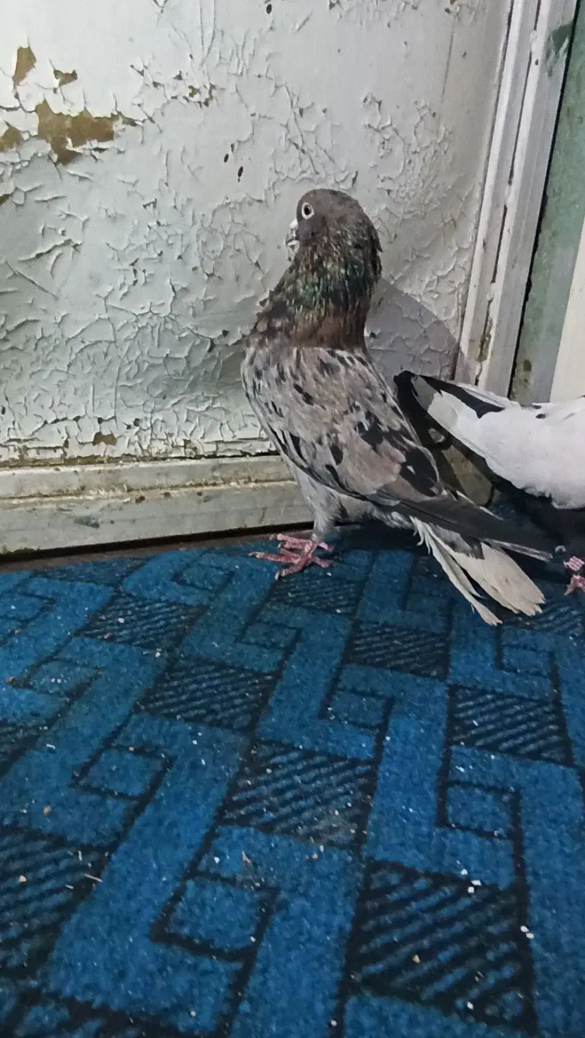 کبوتر و قناری|پرنده|کرمان, |دیوار