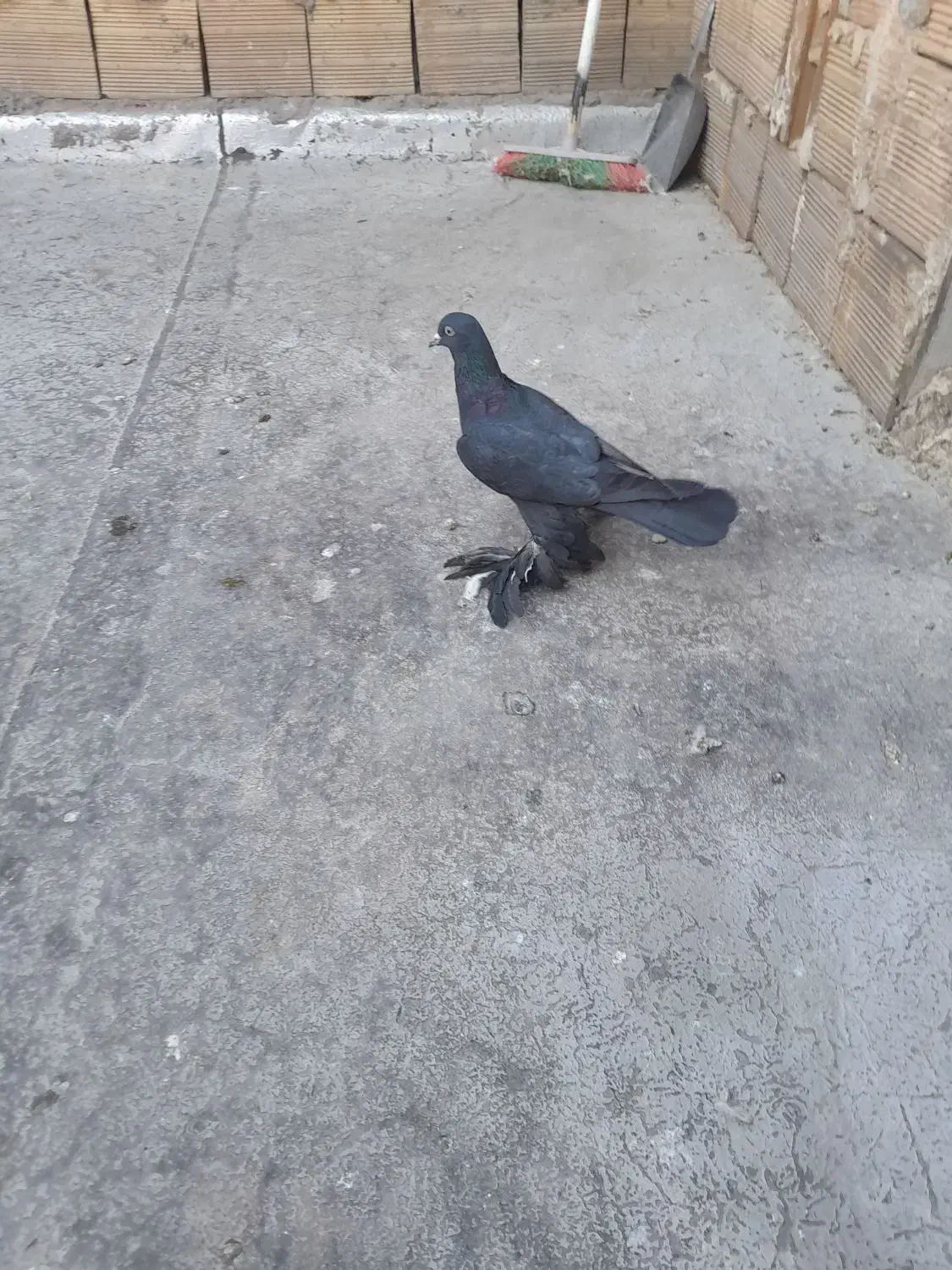 کبوتر.|پرنده|تبریز, |دیوار