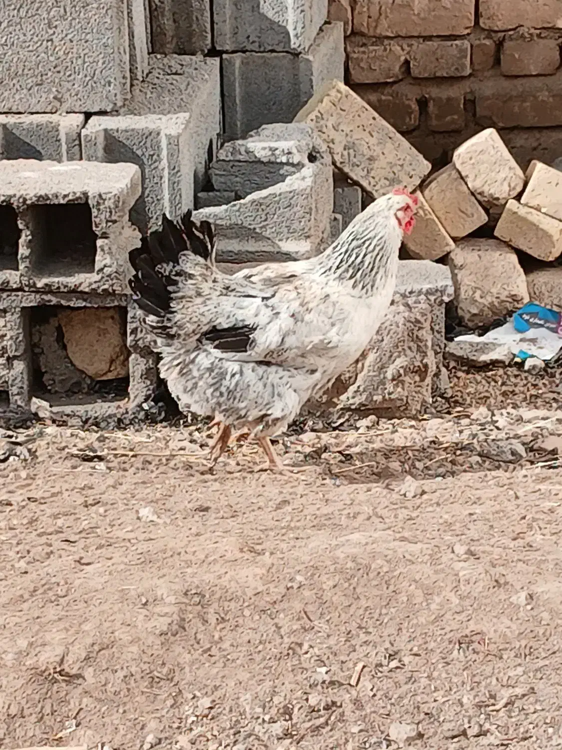 مرغ وخروس|حیوانات مزرعه|سنقر, |دیوار