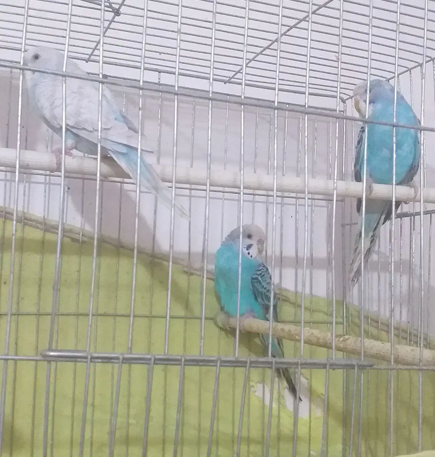 مرغ عشق آماده جوجه کشی|پرنده|ری, ظهیرآباد|دیوار