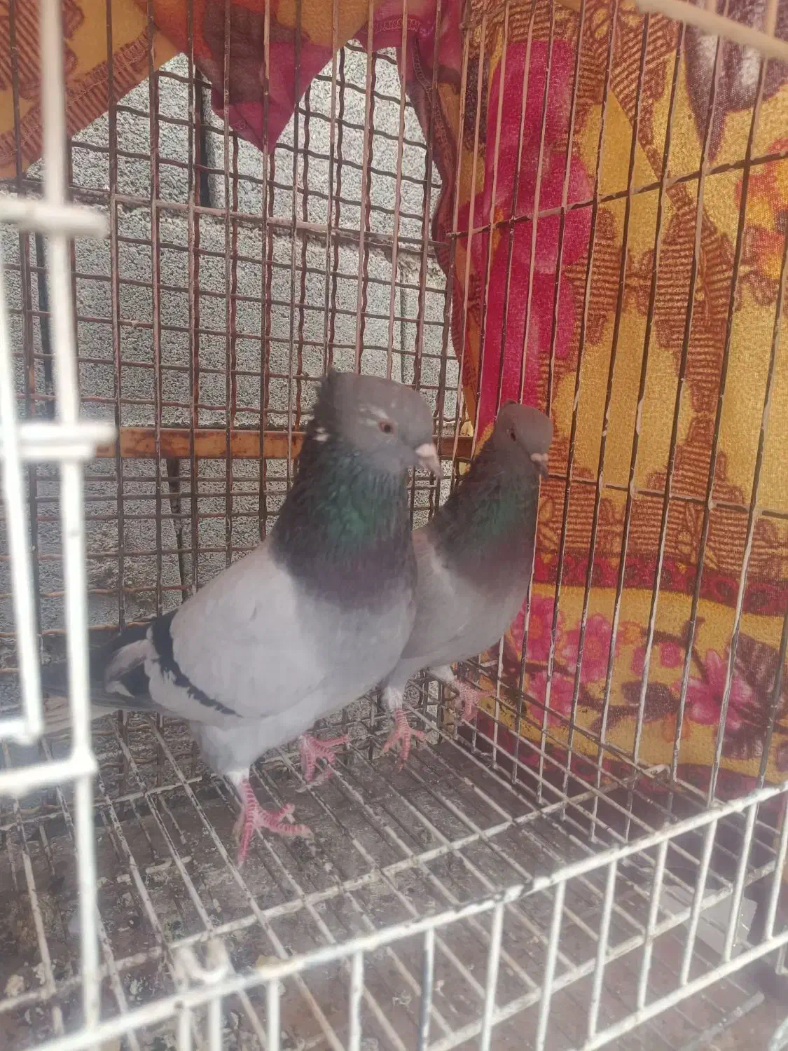 سبز دم سفید|پرنده|بهبهان, |دیوار