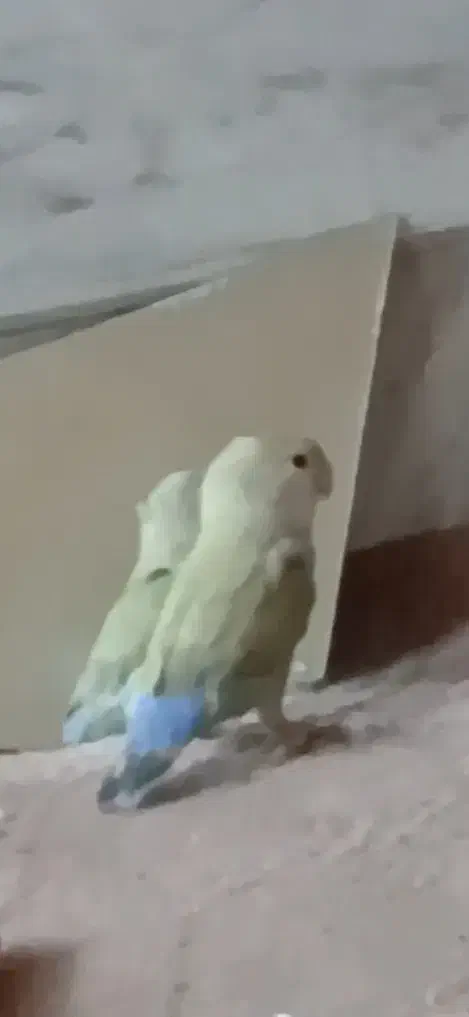 طوطی برزیلی گم شده|حیوانات|قم, انصار‌الحسین|دیوار