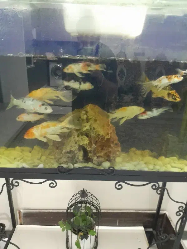 ماهی کوی|ماهی|اصفهان, حصه شمالی|دیوار