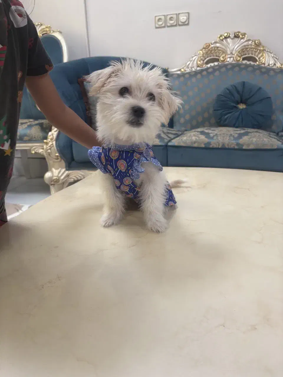 شیتزو تیریر ۵ ماهه دختر|سگ|تهران, ایران|دیوار