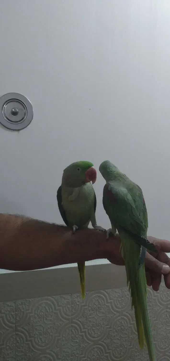 شاه طوطی دستی|پرنده|شوشتر, |دیوار