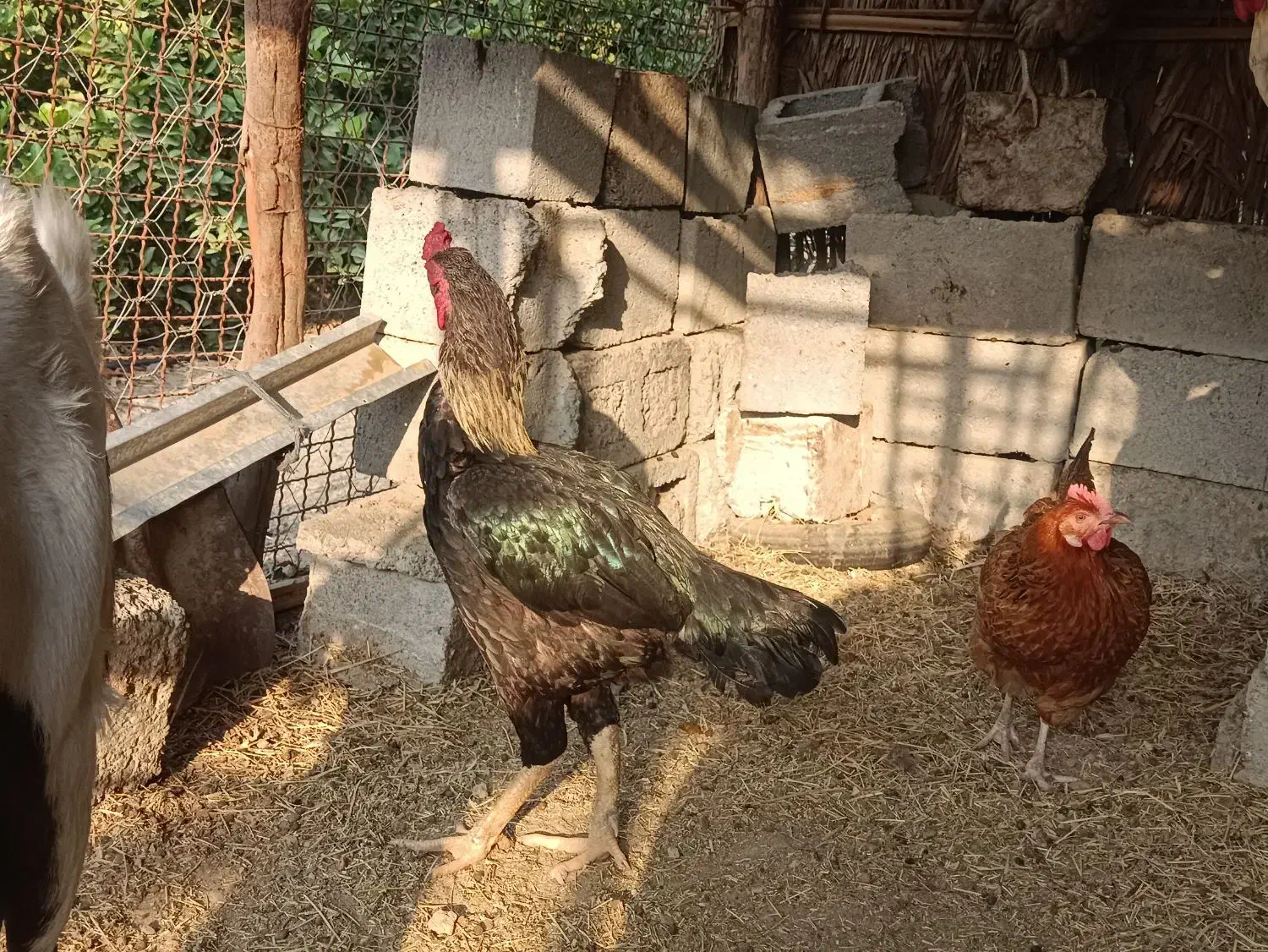 پرندگان|پرنده|رودخانه, |دیوار