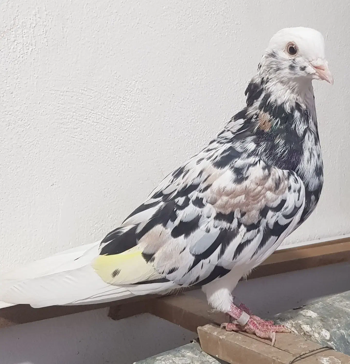 کفتر سرور پرشی|پرنده|آفتاب, |دیوار