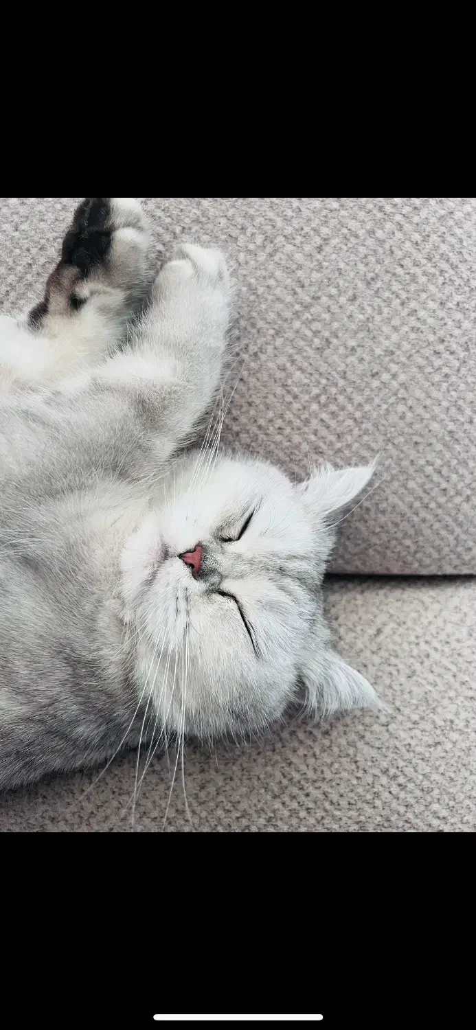 واگذاری گربه برتیش اصیل با شناسنامه|گربه|ارومیه, |دیوار