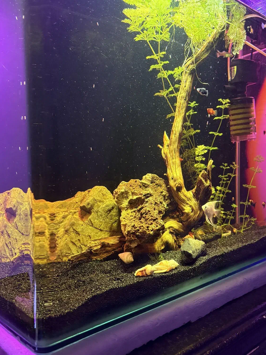 آکواریوم شیشه خم پلنت|ماهی|شهریار, شهریار|دیوار