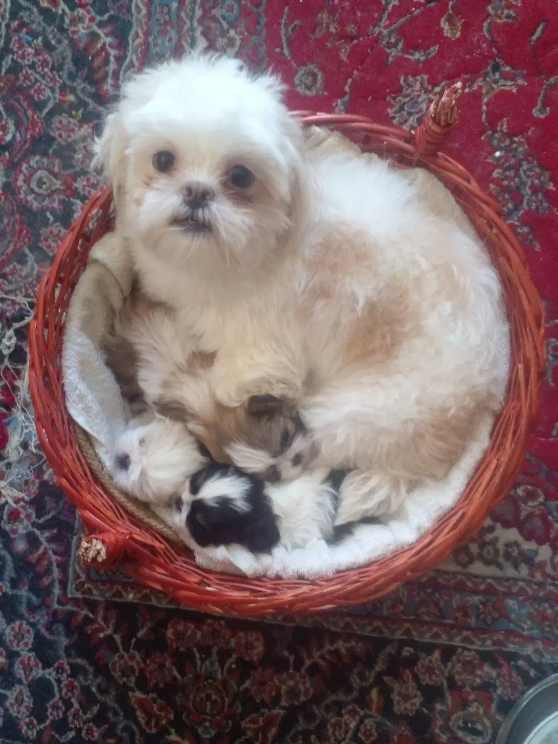 ۲عدد مولد شیتزو|سگ|دماوند, دماوند|دیوار