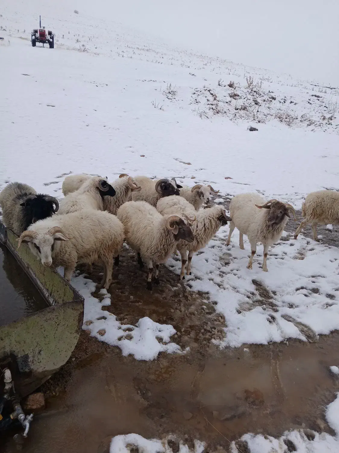 بره نر تالشی ۱۵ عدد|حیوانات مزرعه|اسالم, |دیوار
