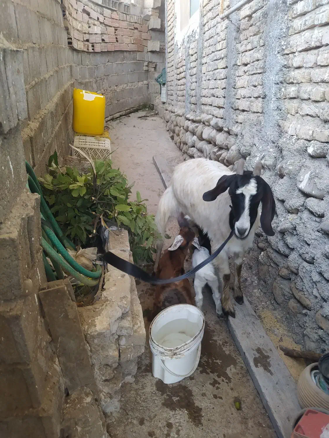 بز بزغاله دار دوقلو جوان شیردار|حیوانات مزرعه|ساری, |دیوار