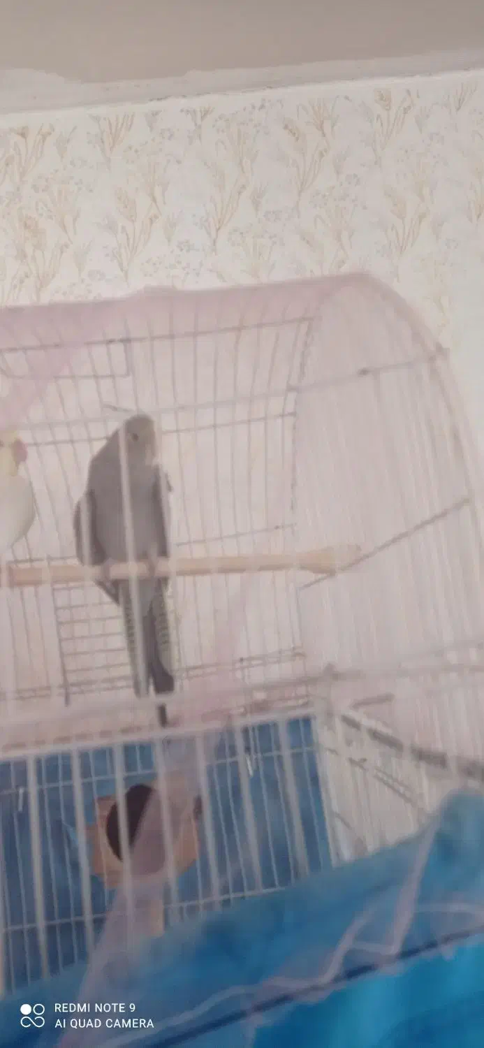 فروش جوجه عروس هلندی دو ماهه|پرنده|سراب, |دیوار