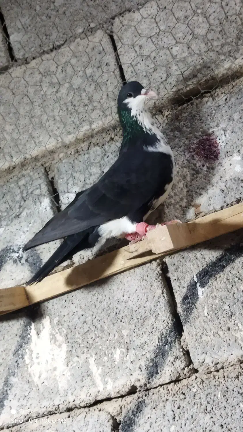 کبوتر فری|پرنده|برازجان, |دیوار