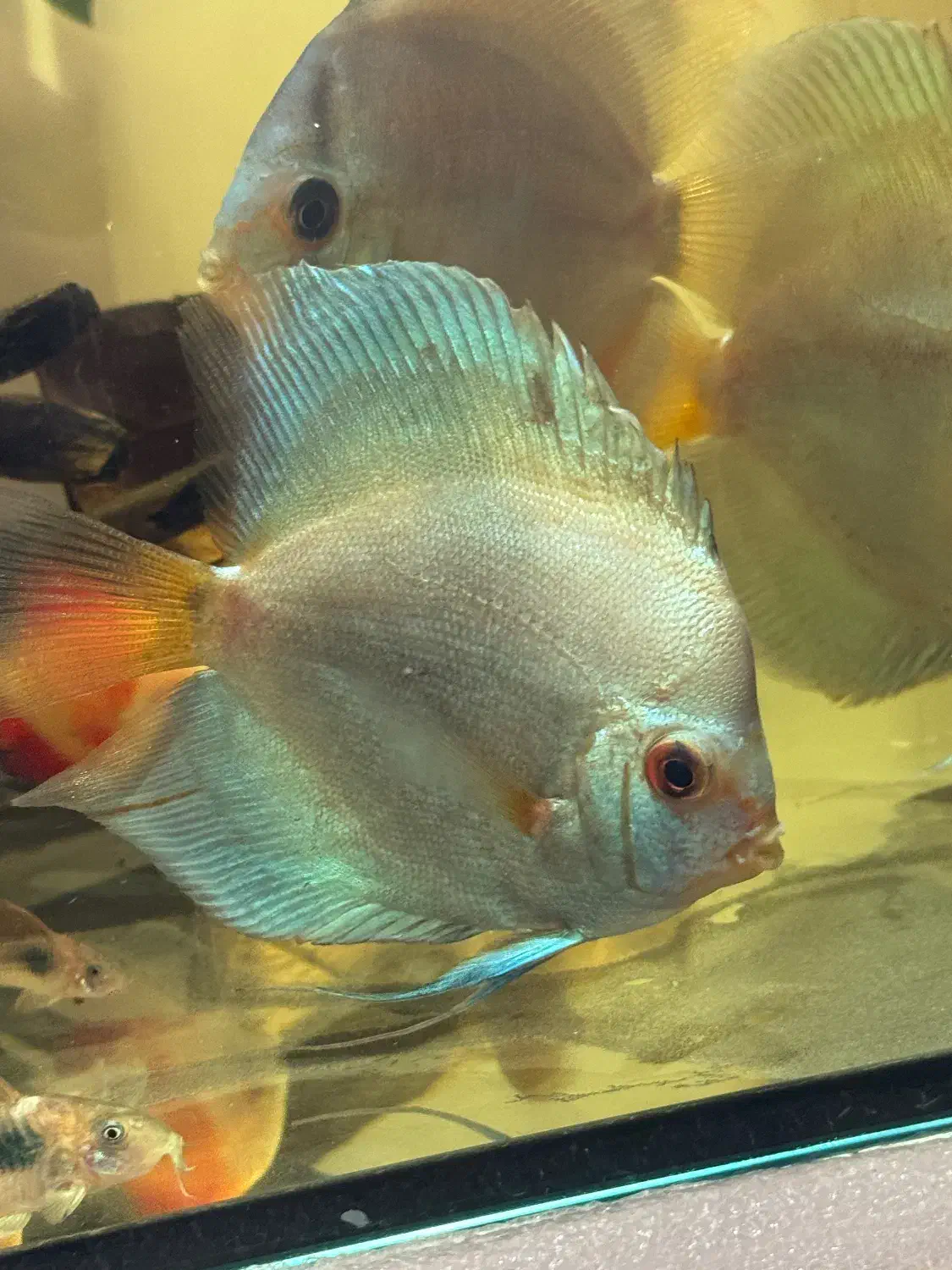 ماهی اکواریوم دیسکس|ماهی|پاکدشت, پاکدشت (مامازند)|دیوار