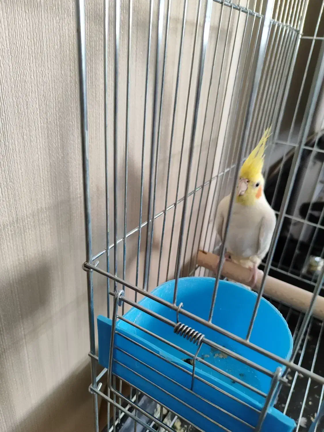 عروس هلندی لوتینو|پرنده|اصفهان, اصفهانک|دیوار