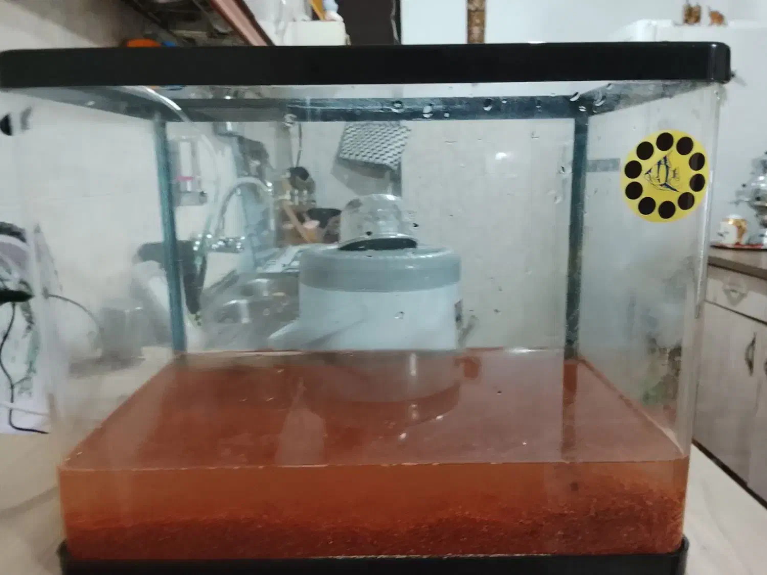 آکواریوم شیشه خم|ماهی|پاکدشت, پاکدشت (مامازند)|دیوار