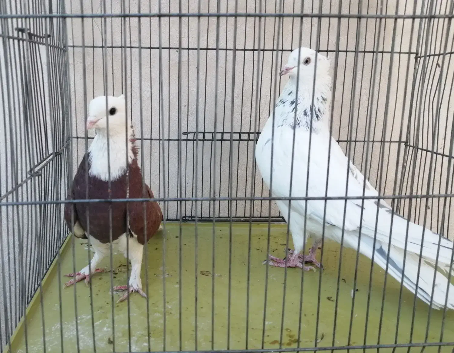 نر و ماده شازده سرور|پرنده|قم, شاه احمد قاسم|دیوار