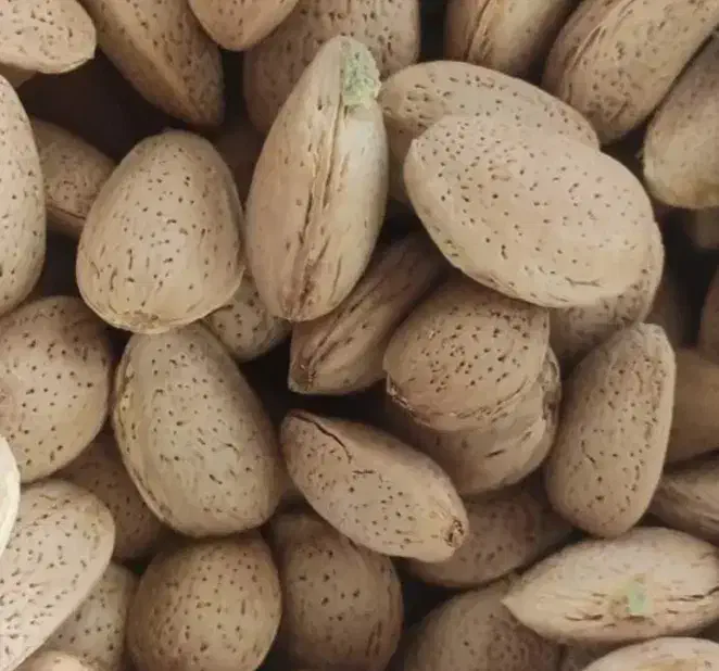 بادام|خوردنی و آشامیدنی|سامن, |دیوار