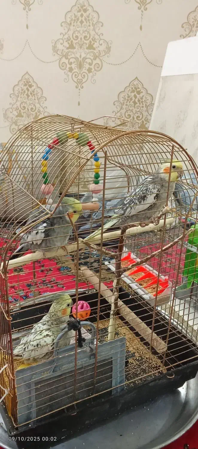 عروس هلندی خاص|پرنده|قم, سراجه (۱۵ خرداد)|دیوار