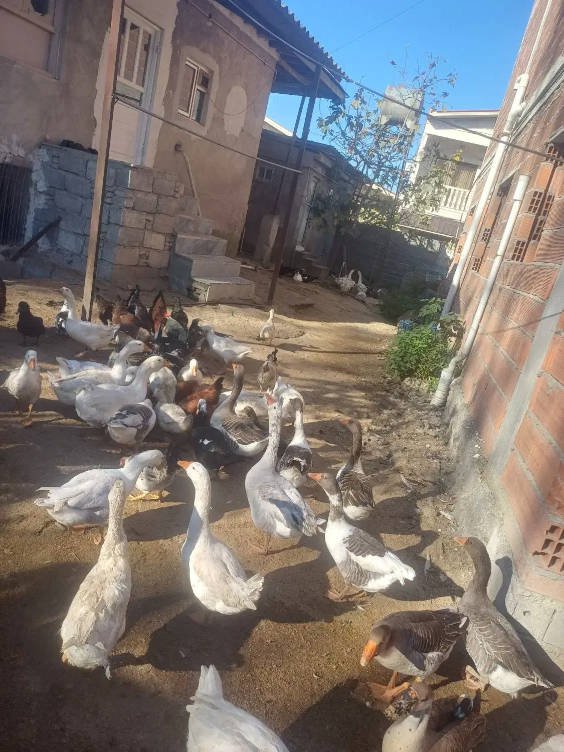 فروش،غاز و خروس محلی کاملا ارگانیک|حیوانات مزرعه|آمل, |دیوار