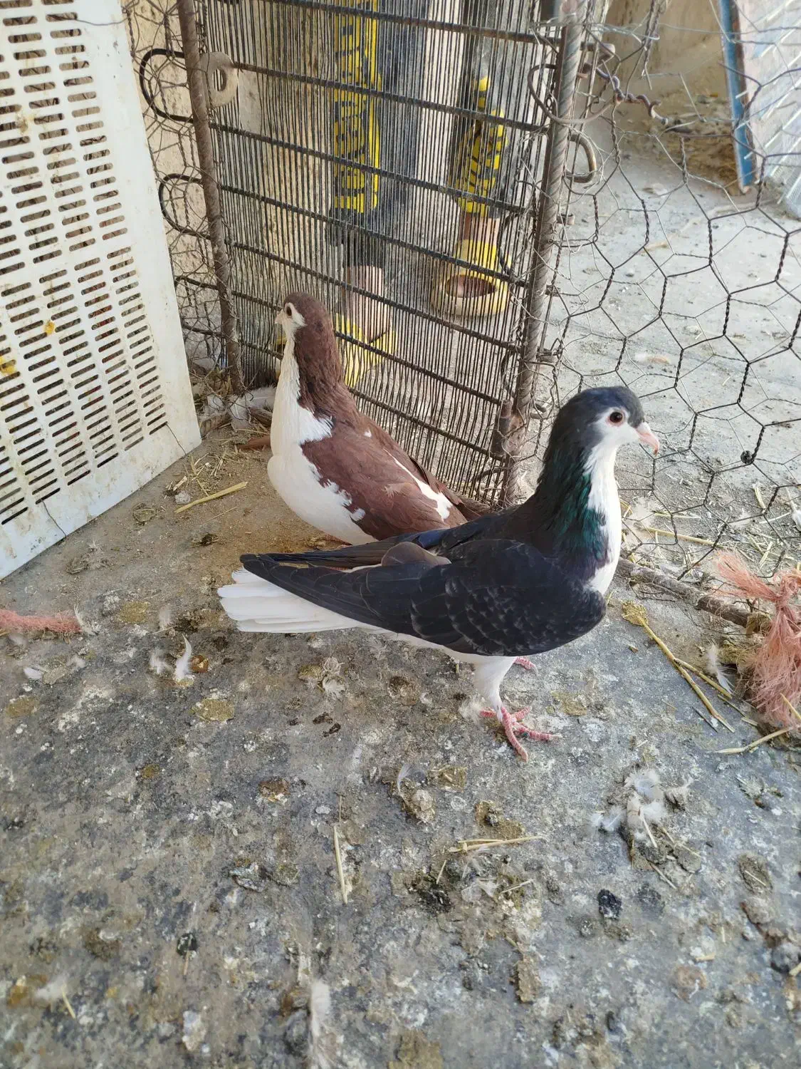 کبوتر|پرنده|کنگاور, |دیوار