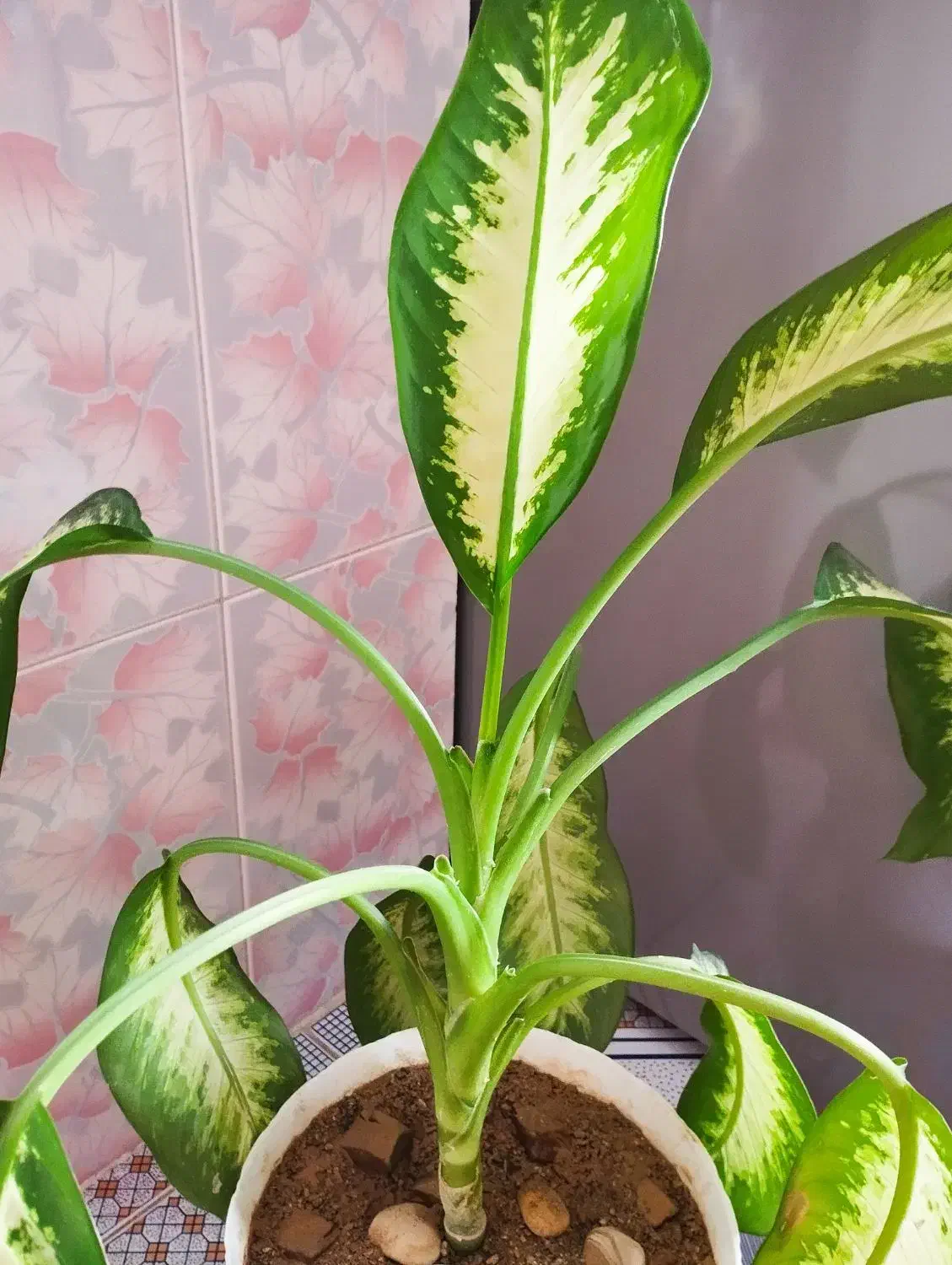 گل طبیعی|گل و گیاه طبیعی|نورآباد, |دیوار