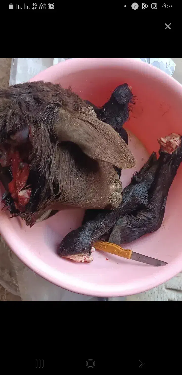 کله پاچه سابقه۲۵ساله|لوازم جانبی حیوانات|فاضل آباد, |دیوار