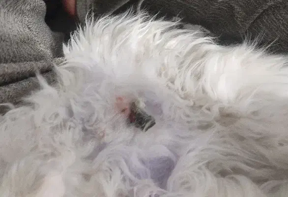 گربهDSH|گربه|تهران, شوش (باغ آذری)|دیوار