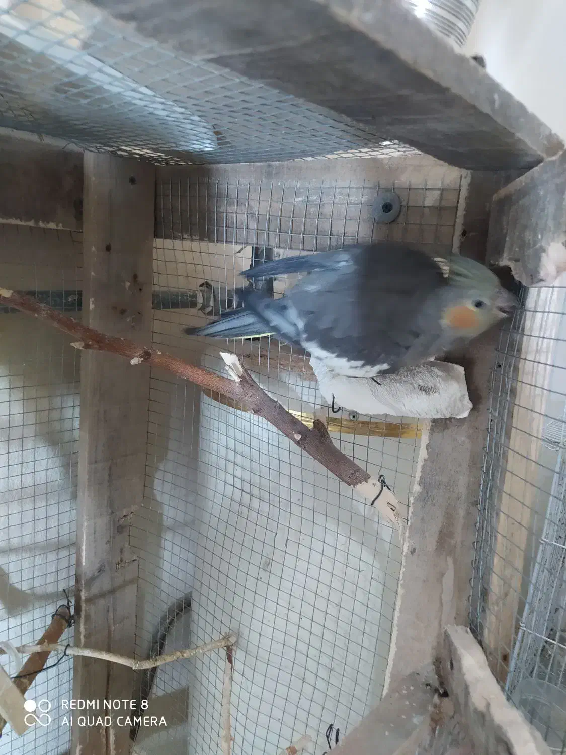 عروس هلندی|پرنده|ایذه, |دیوار