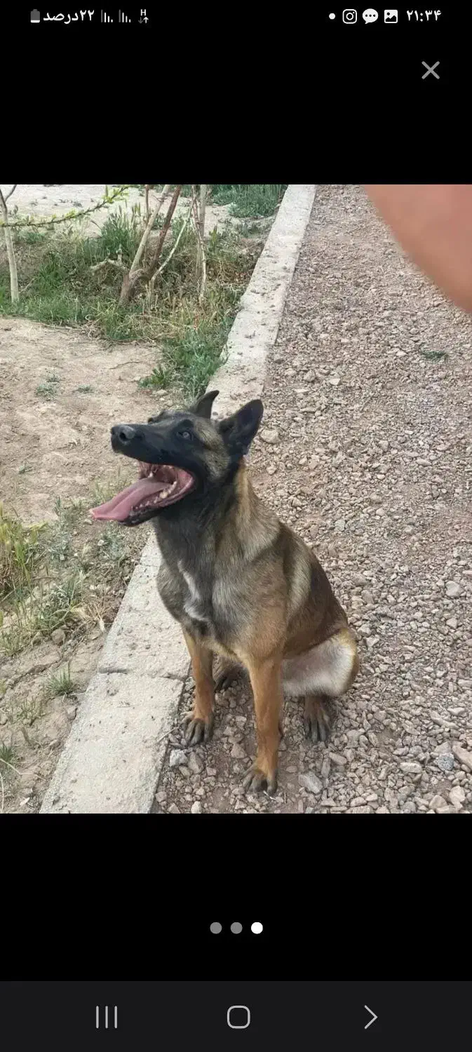 سگ مالینیوز|سگ|جیرفت, |دیوار