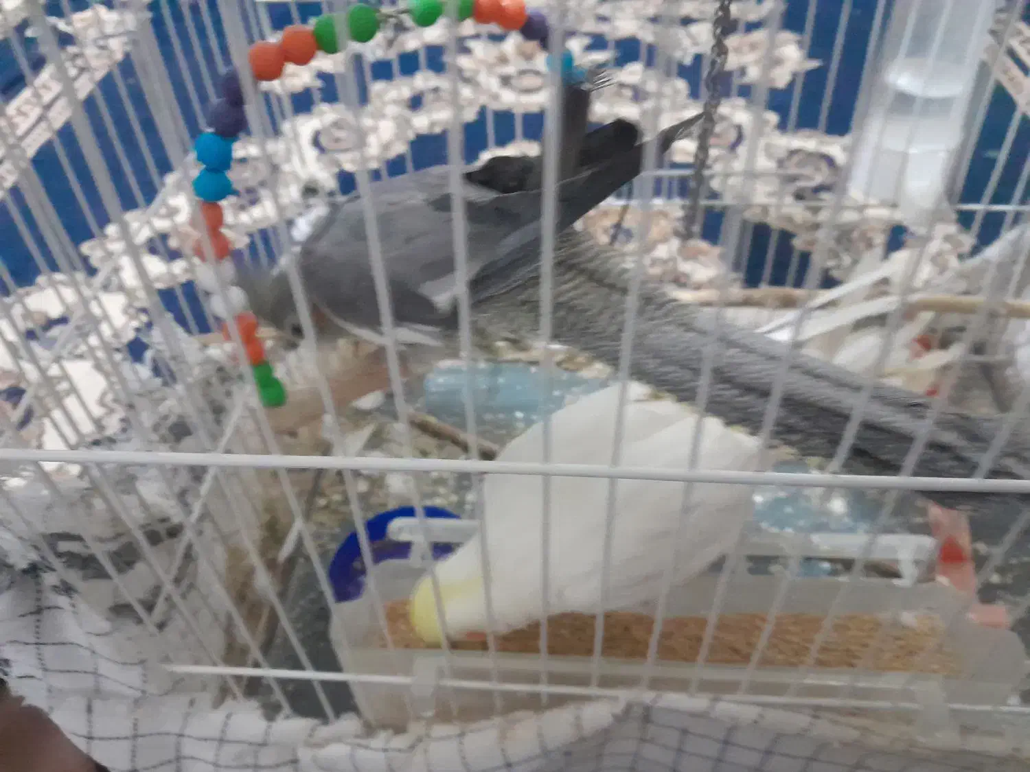 عروس هلندی|پرنده|تربتحیدریه, پائین ولایت|دیوار