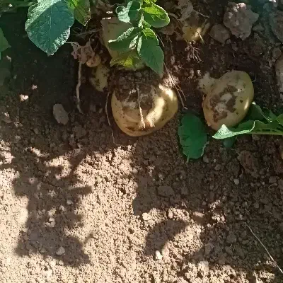 سیب زمینی جیلی|خوردنی و آشامیدنی|زاغه, |دیوار