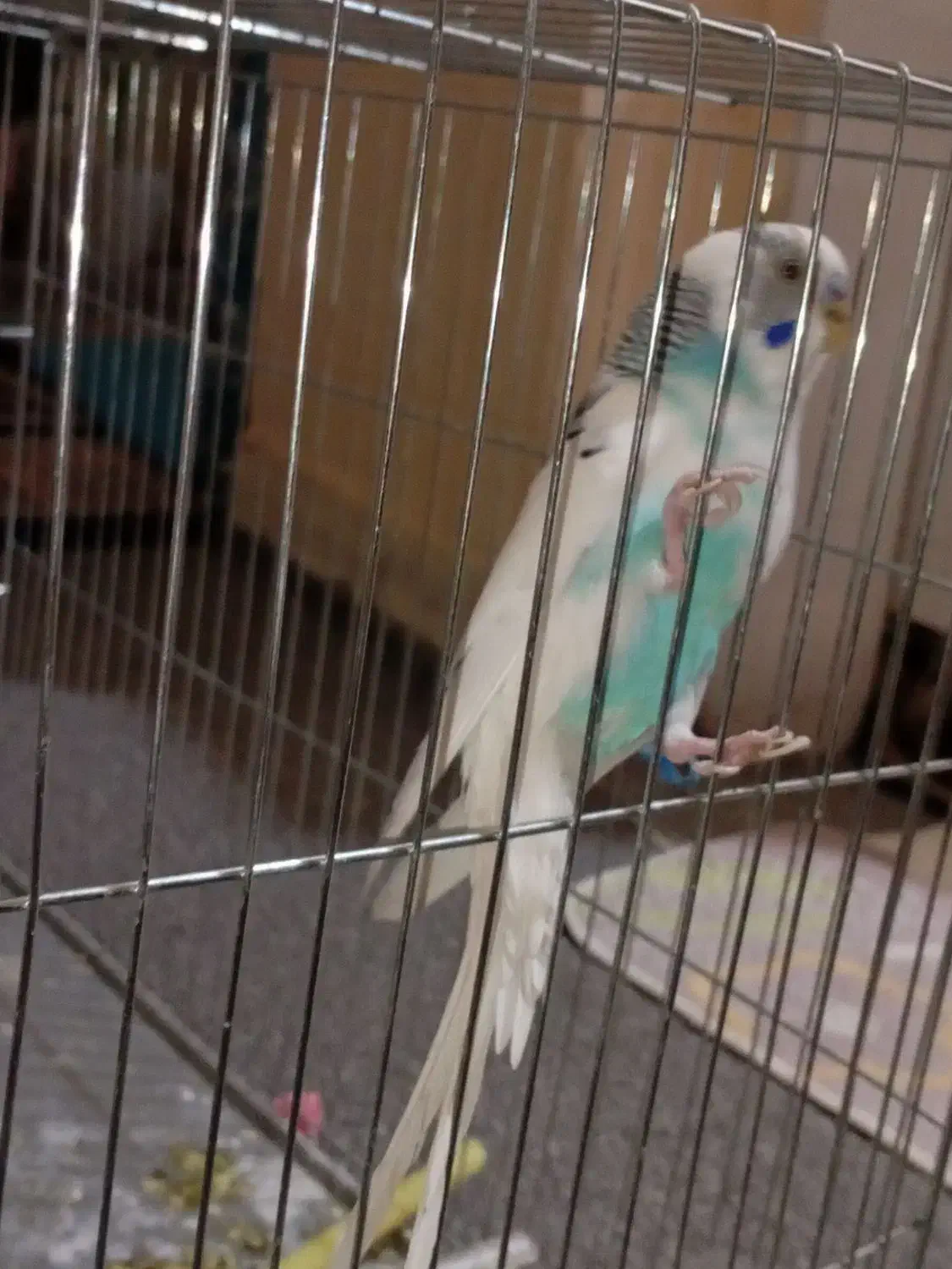 مرغ عشق نر بالغ|پرنده|مسجد سلیمان, |دیوار