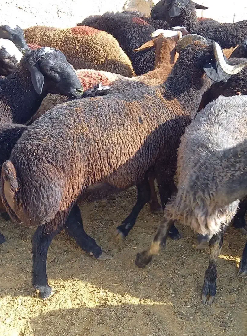 بره نر مناسب برای قوچ و کشتاری|حیوانات مزرعه|تهران, بهارستان|دیوار