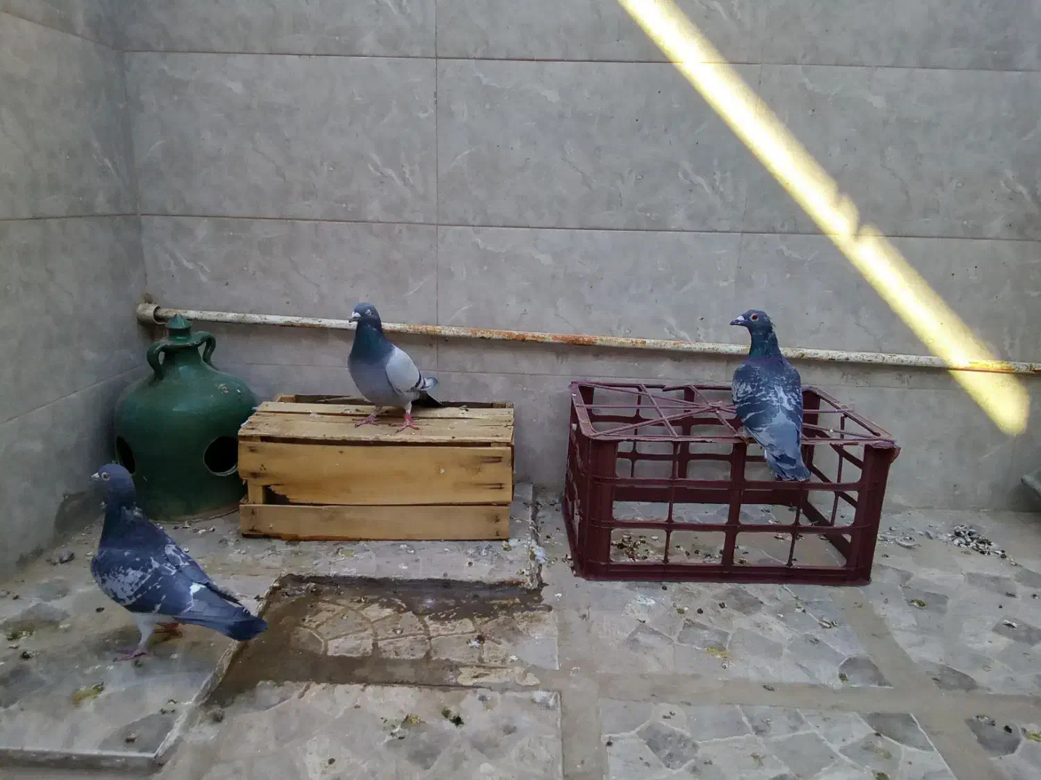 کبوتر پلاکی لطفا بخون تخفیف نداره|پرنده|قم, حنیف نژاد|دیوار