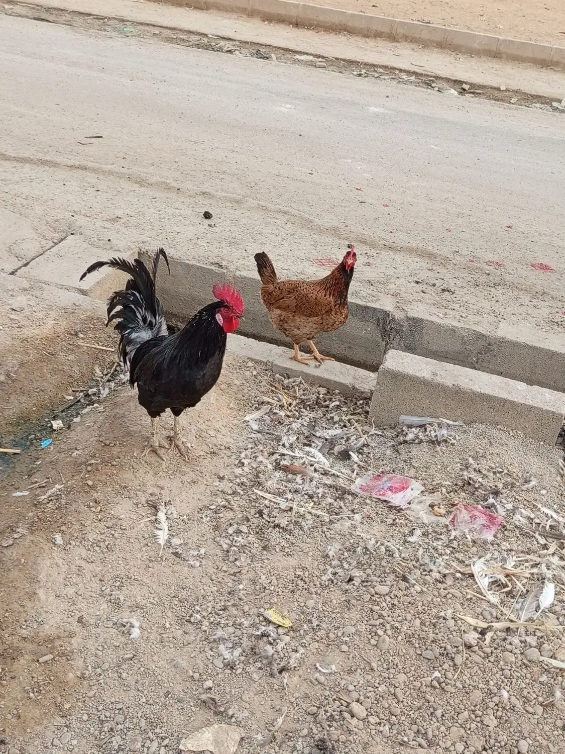 یک خروس سیاه خالص با یدونه مرغ|پرنده|امیدیه, |دیوار