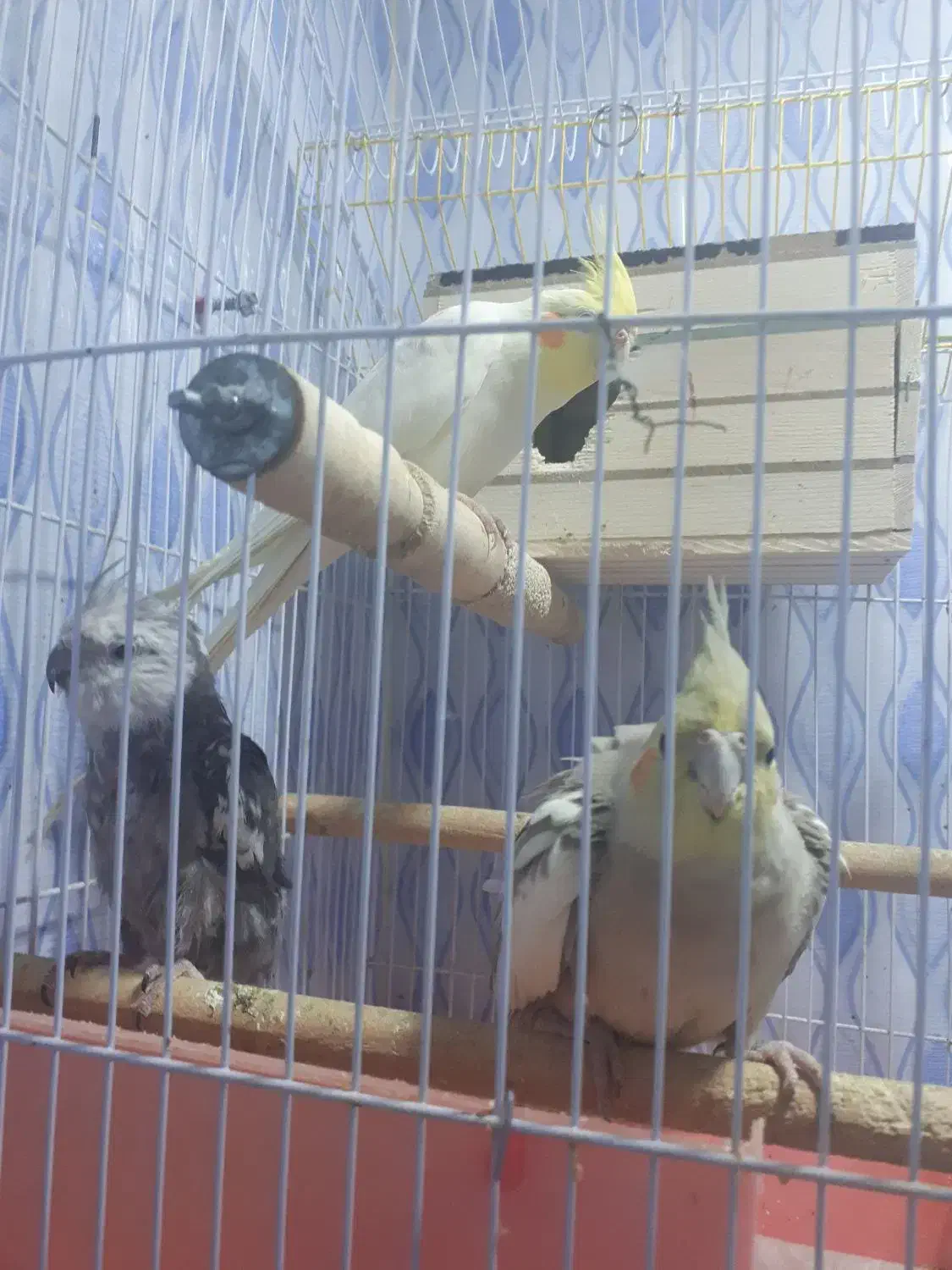 فروش عروس هلندی|پرنده|جم, |دیوار