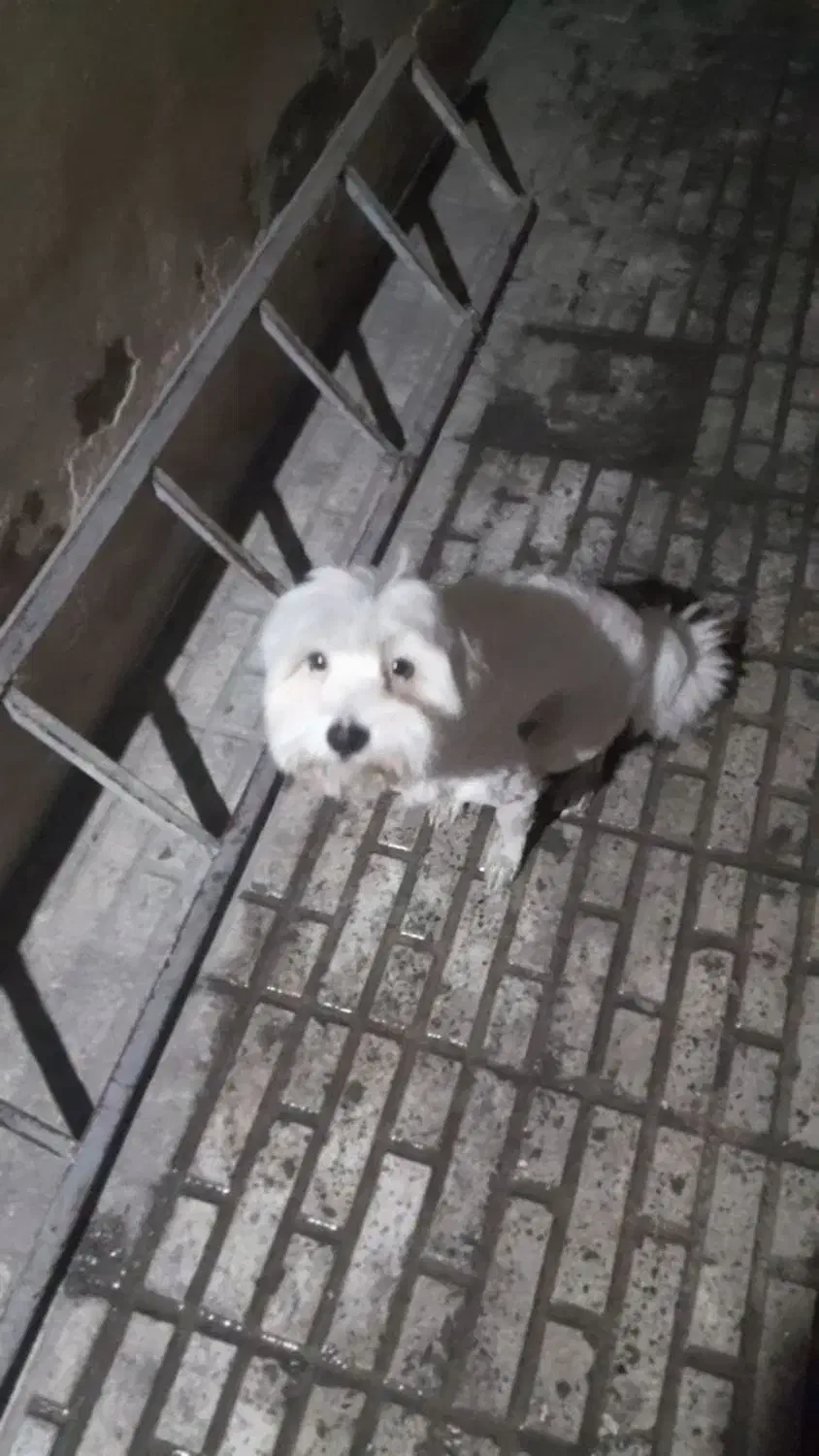 سگ خونگی گم شده|سگ|قدس, شهرقدس|دیوار