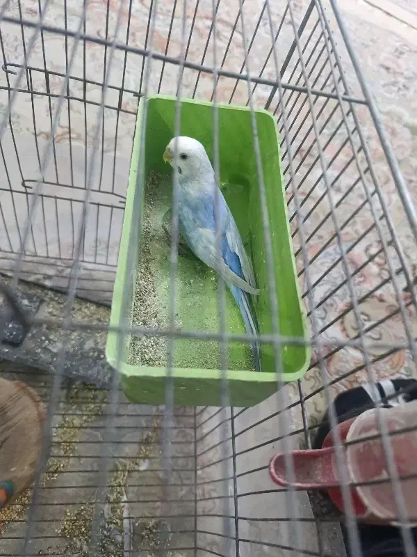 مرغ عشق|پرنده|نسیمشهر, |دیوار