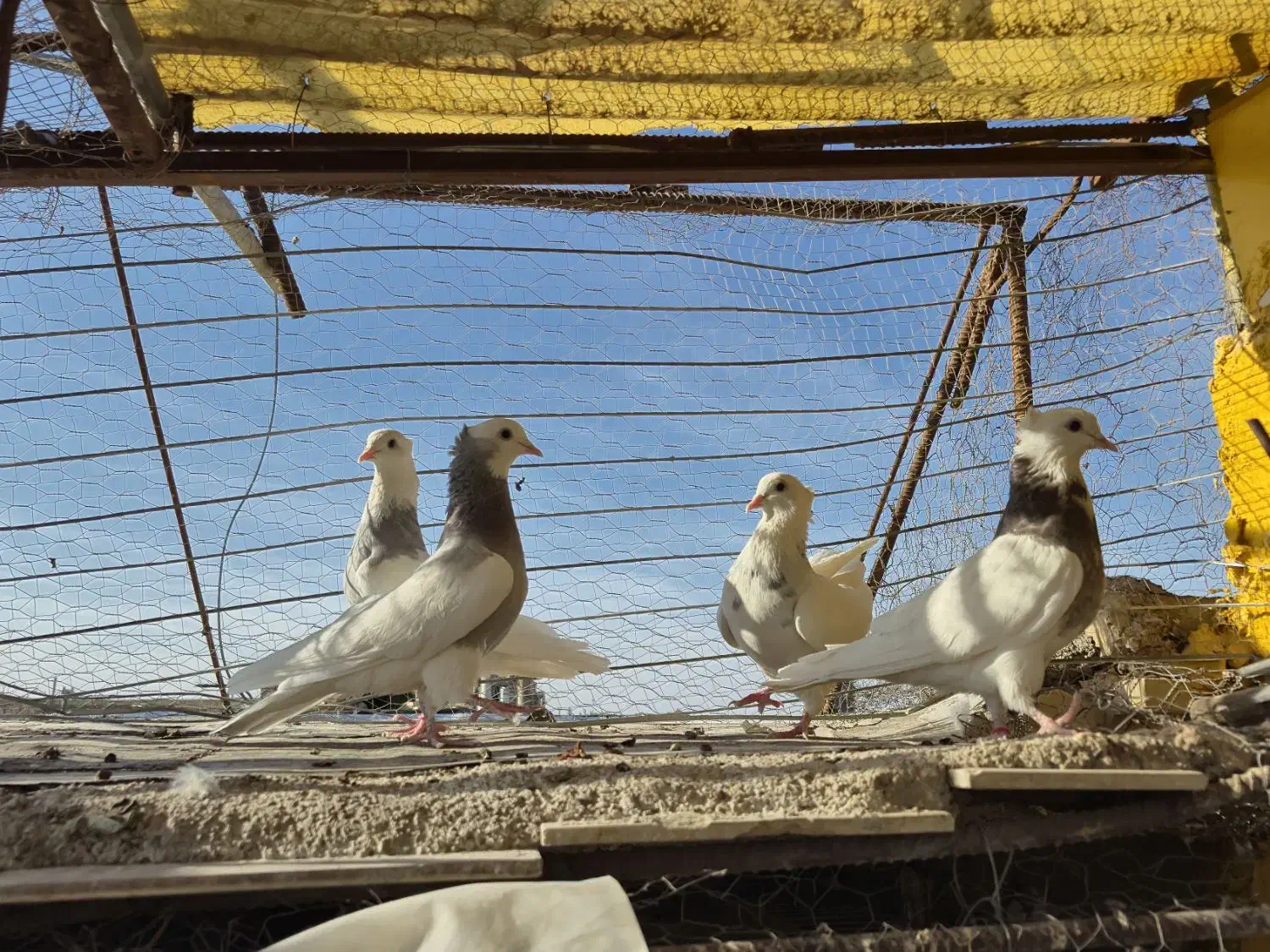 ۴عدد طوقی|پرنده|یزد, |دیوار